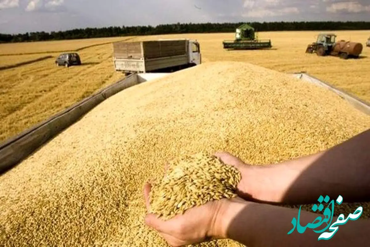 آخرین خبر از وضعیت قیمت جهانی گندم، برنج و مواد غذایی امروز ۱۸ شهریور ۱۴۰۲