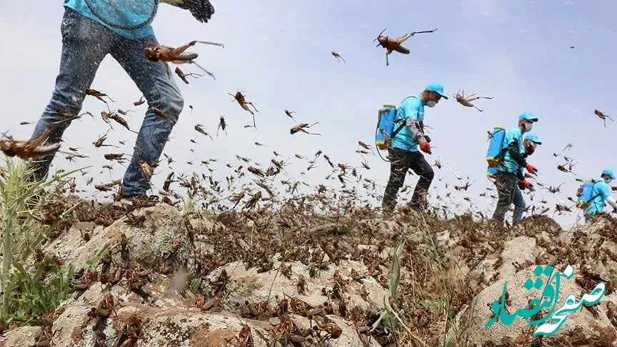 فوری؛ هجوم ملخ‌ها به باغهای پسته و مزارع ذرت این مکان
