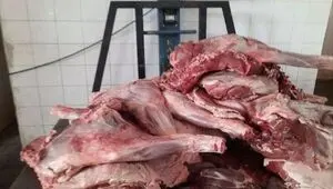 کشف لاشه ۲ گراز وحشی در خودروی سواری در دیواندره