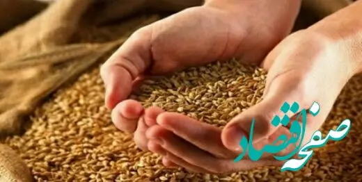واقعا تکلیف قیمت جدید گندم مشخص شد؟