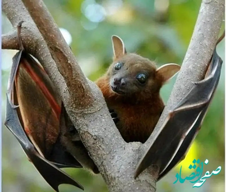 باز هم یک ویروس کشنده،اینبار از هند/آیا پای یک خفاش در میان است؟