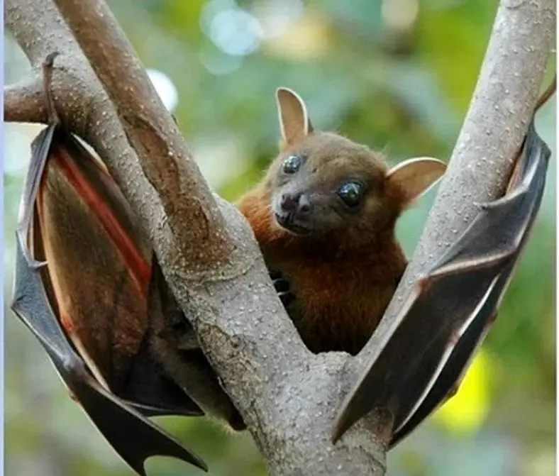 باز هم یک ویروس کشنده،اینبار از هند/آیا پای یک خفاش در میان است؟