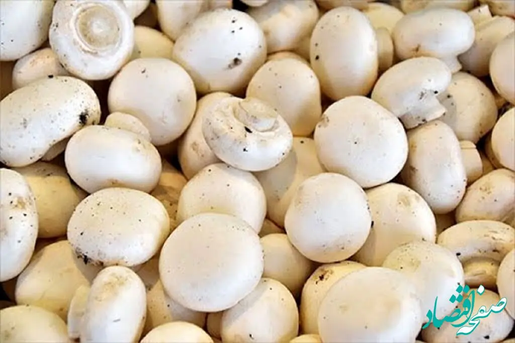 قیمت قارچ امروز یکشنبه ۱۰ فروردین ۱۴۰۴