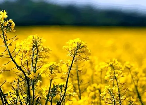 آغاز برداشت طلای زرد در این استان؛ پیش بینی تولید ۲۰ هزار تنی کلزا