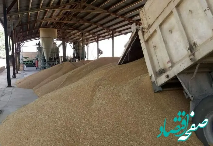 یک خبر اول صبحی از پرداخت مطالبات گندمکاران امروز پنجشنبه ۲۰ مهر ماه ۱۴۰۲