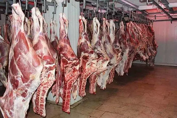 افزایش ۲۵ درصدی عرضه گوشت داخلی؛ کاهش قیمت دام سبک و پیش بینی تداوم افت قیمت گوشت گرم
