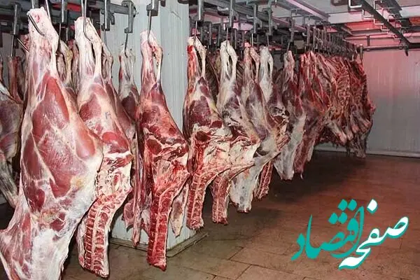افزایش ۲۵ درصدی عرضه گوشت داخلی؛ کاهش قیمت دام سبک و پیش بینی تداوم افت قیمت گوشت گرم