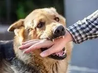 آخرین خبر از ماجرای فوت کودک تبریزی بر اثر هاری 