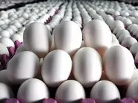 پادکست | قیمت هر شانه تخم مرغ چند؟
