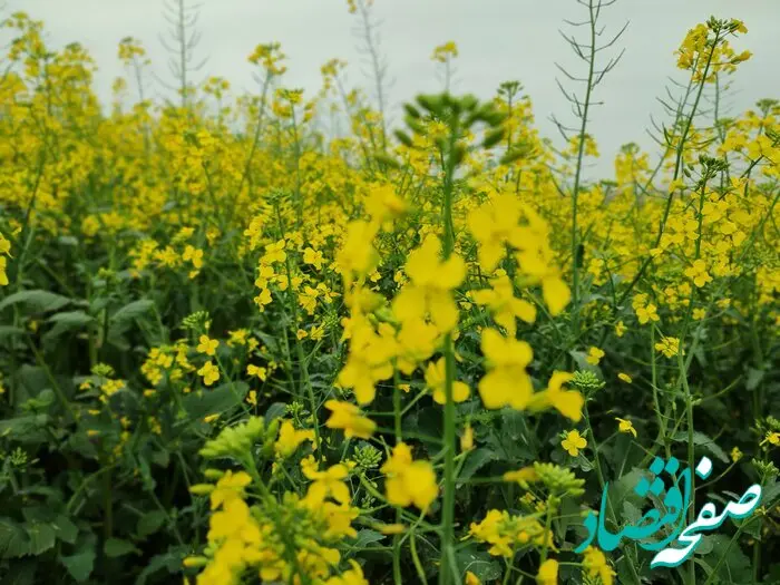 یک خبر مهم امروز ۲۰ شهریور ۱۴۰۲ برای کلزاکاران و گندم کاران این استان 