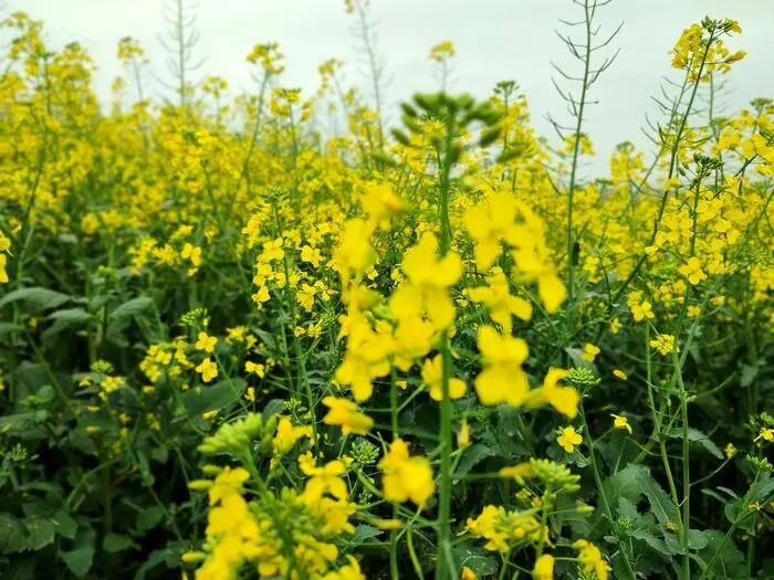 یک خبر مهم امروز ۲۰ شهریور ۱۴۰۲ برای کلزاکاران و گندم کاران این استان 