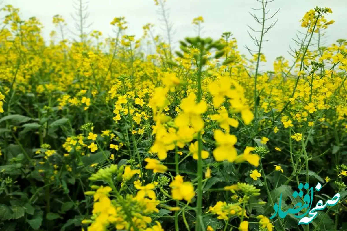 یک خبر مهم امروز ۲۰ شهریور ۱۴۰۲ برای کلزاکاران و گندم کاران این استان 