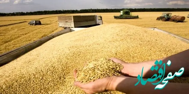 آخرین خبر از پرداخت مطالبات گندمکاران امروز جمعه ۲۶ مرداد ماه ۱۴۰۳ | چه خبر از خرید تضمینی گندم؟ 