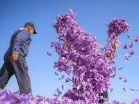 دستورالعمل جدید برای زعفران صادراتی تدوین شد
