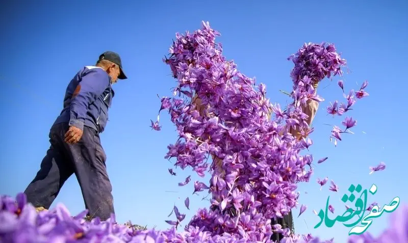 دستورالعمل جدید برای زعفران صادراتی تدوین شد