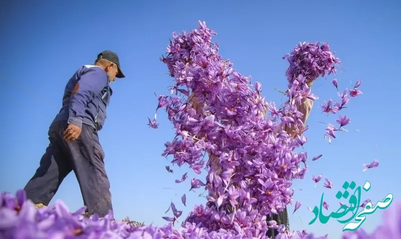 دستورالعمل جدید برای زعفران صادراتی تدوین شد