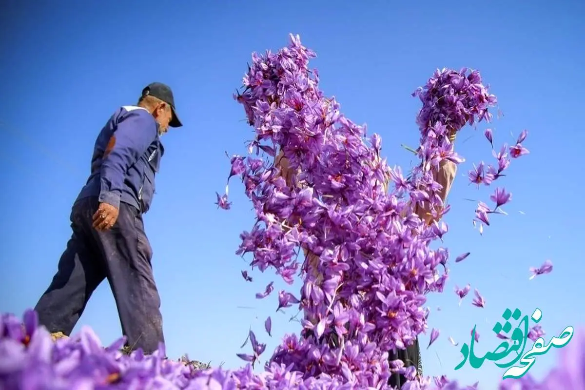 دستورالعمل جدید برای زعفران صادراتی تدوین شد