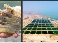 طراحی سیاست‌های کلان حوزه شیلات و کشاورزی منطقه آزاد قشم تا افق 1408