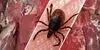 آخرین وضعیت مبتلایان به تب کریمه کنگو در کشور