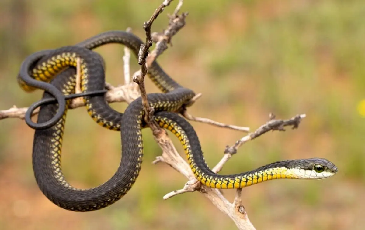 علت و ماجرای هجوم مارها به استان گیلان چیست؟