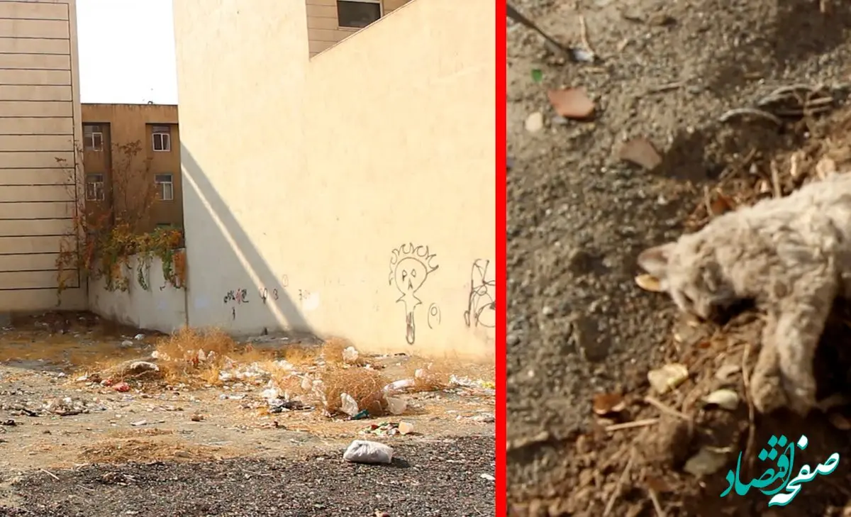 قاتل سریالی گربه ها  آزاد شد + جزئیات  