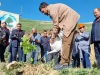 عملیات جنگل‌کاری 400 هکتاری مس سونگون در ارسباران آغاز شد

