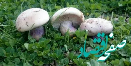 مسمومیت 11 نفر بر اثر مصرف این قارچ!