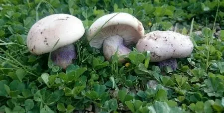 مسمومیت 11 نفر بر اثر مصرف این قارچ!