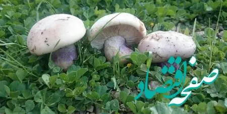 مسمومیت 11 نفر بر اثر مصرف این قارچ!
