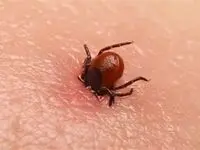 جدیدترین آمار مرگ و میر بر اثر تب کریمه کنگو در کشور