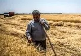 زمان دقیق پرداخت مطالبات گندمکاران اعلام شد | سخنان مهم رئیس سازمان برنامه 