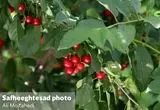 نگاهی تصویری به برداشت محصولات تابستانی در سرزمین پر برکت ایران