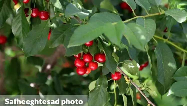 نگاهی تصویری به برداشت محصولات تابستانی در سرزمین پر برکت ایران