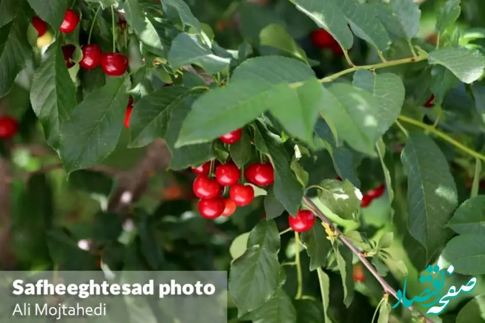 نگاهی تصویری به برداشت محصولات تابستانی در سرزمین پر برکت ایران