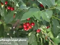 نگاهی تصویری به برداشت محصولات تابستانی در سرزمین پر برکت ایران