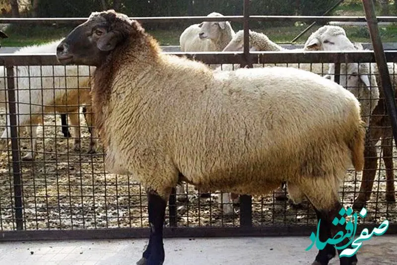 موج گرانی بی‌سابقه در بازار دام آغاز شد!/آخرین قیمت دام زنده امروز پنجشنبه ۲۵ بهمن ۱۴۰۳