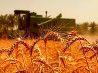 پول گندم‌کاران کجاست؟ + ویدیو