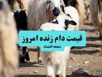 جدیدترین قیمت دام زنده امروز شنبه ۱ شهریور ماه ۱۴۰۴ | قیمت دام زنده در روزهای پایانی ماه صفر کیلویی چند؟