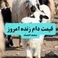 جدیدترین قیمت دام زنده در استان‌های مختلف امروز ۲۵ مرداد ماه ۱۴۰۴