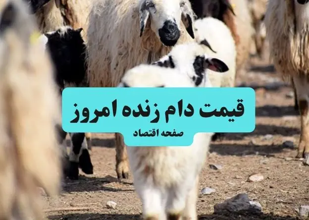 قیمت دام زنده امروز ۱۳ تیر ۱۴۰۴ + جدول | قیمت گوشت گوسفند برای تاسوعا و عاشورا چند؟