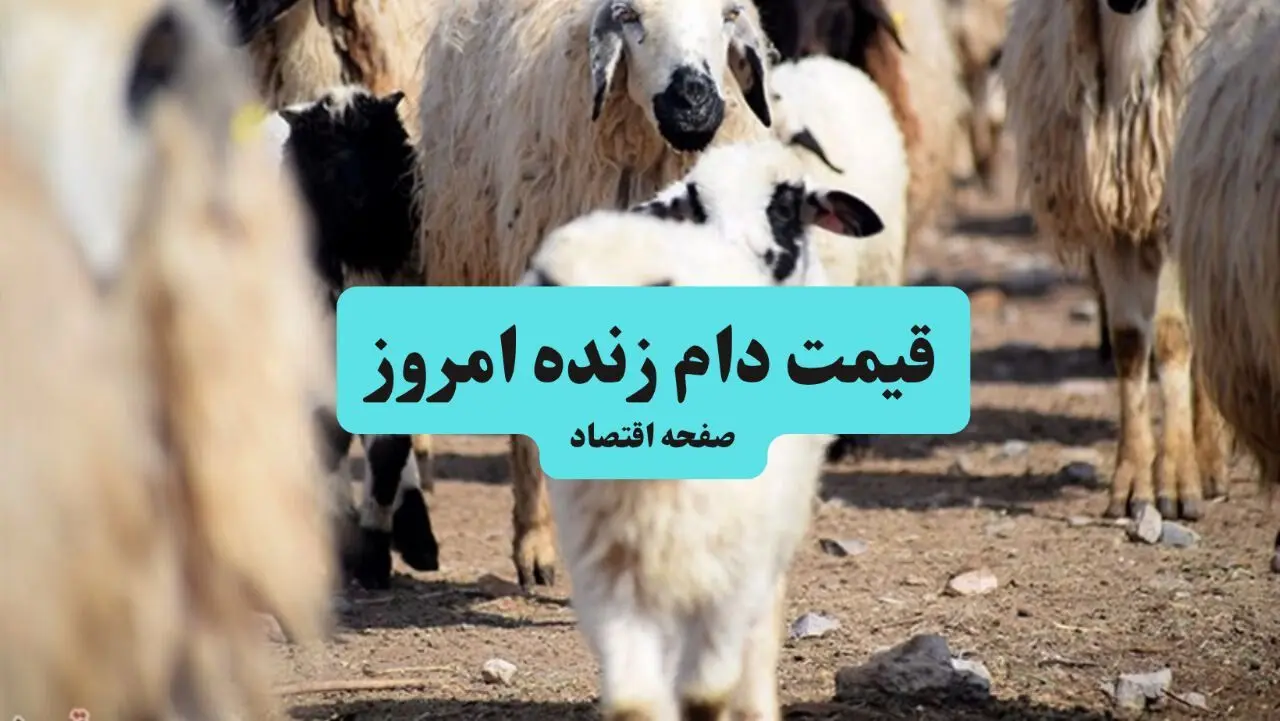 قیمت دام زنده امروز ۲۲ تیر ۱۴۰۴ | آخرین نرخ گوسفند و گاو + جدول کامل