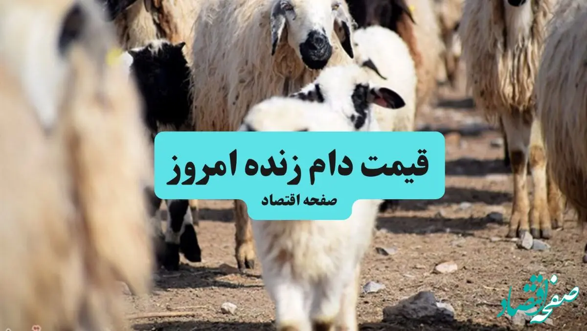 قیمت دام زنده امروز ۲۲ تیر ۱۴۰۴ | آخرین نرخ گوسفند و گاو + جدول کامل