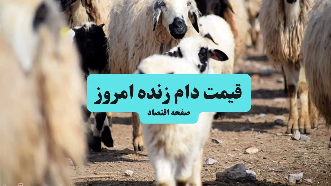 گوسفند زنده در این استان ارزان‌تر است | اعلام قیمت دام زنده امروز دوشنبه ۹ تیر ۱۴۰۴ 