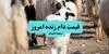 قیمت دام زنده امروز شنبه ۱۱ مهر 