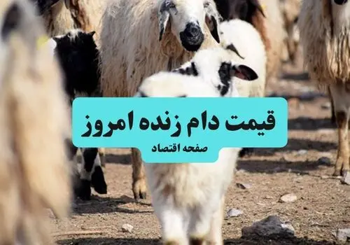 قیمت دام زنده امروز شنبه ۱۱ مهر 