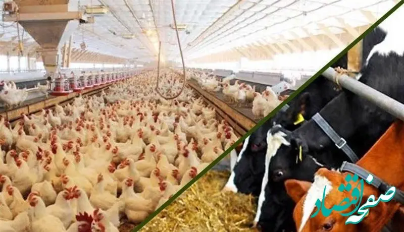 آیا حقیقت دارد که آنفلوانزا فوق حاد پرندگان به اوج رسیده؟