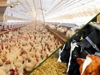 آیا حقیقت دارد که آنفلوانزا فوق حاد پرندگان به اوج رسیده؟