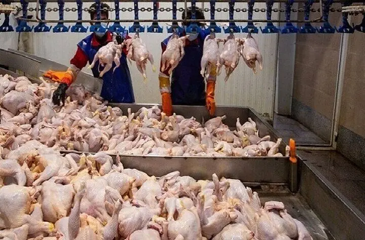جدول قیمت مرغ امروز پنجشنبه ۱ مرداد ۱۴۰۵
