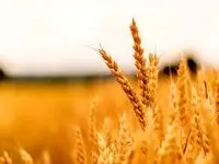 آخرین خبر از خرید تضمینی گندم و مطالبات گندمکاران امروز چهارشنبه ۱۸ تیر ماه ۱۴۰۴ | از البرز و خوزستان تا کرمانشاه