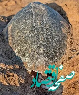 مسئولیت‌های اجتماعی «مبین انرژی خلیج فارس» به بار نشست / ثبت دومین تخم‌گذاری لاک‌پشت زیتونی در نایبند پس از ۱۲ سال 